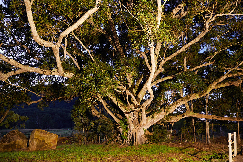 Beautiful Fig Tree at Luxury Self-contained cabins at Mt Warning Estate Accommodation Tweed Northern NSW